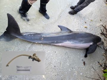 El delfín hallado muerto