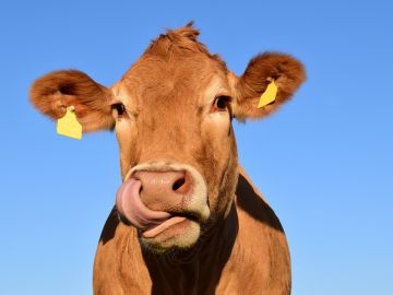 Vaca Vaca
