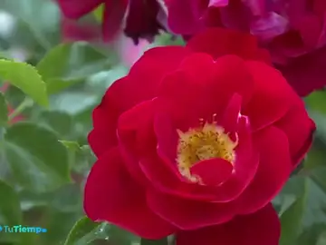 rosa rosa