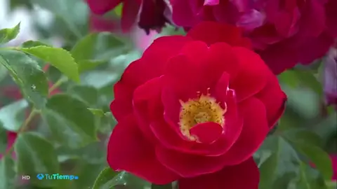 rosa rosa