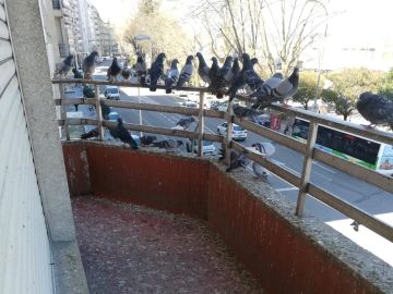 Las palomas en el balcón