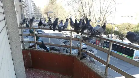 Las palomas en el balcón Las palomas en el balcón