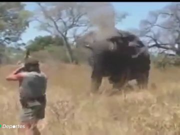Botsuana levanta la prohibición de cazar elefantes: "Están considerados como 
