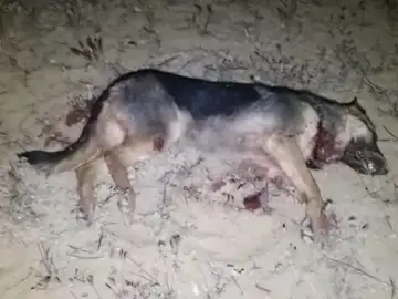 Un hombre asesina a una perra abandonada momentos antes de que fuese salvada por una protectora Un hombre asesina a una perra abandonada momentos antes de que fuese salvada por una protectora