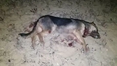 Un hombre asesina a una perra abandonada momentos antes de que fuese salvada por una protectora Un hombre asesina a una perra abandonada momentos antes de que fuese salvada por una protectora