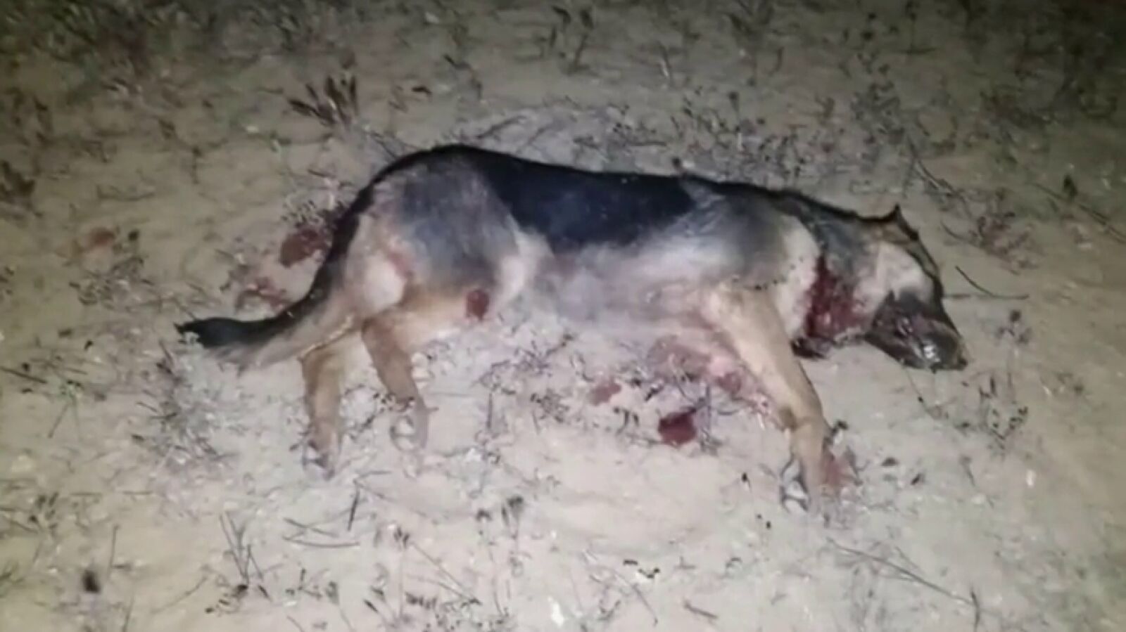 Un hombre asesina a una perra abandonada momentos antes de que fuese salvada por una protectora