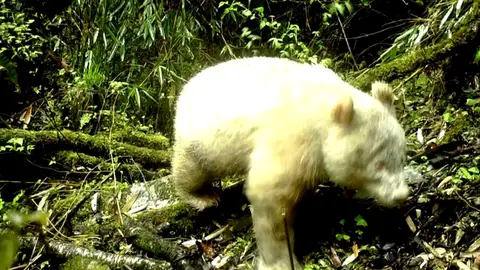 Fotografían por primera vez un panda albino en una reserva de China Fotografían por primera vez un panda albino en una reserva de China