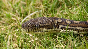 Serpiente pitón