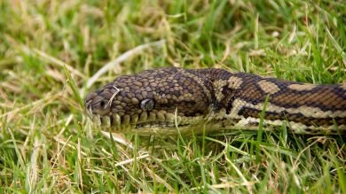 Un hombre muerde a una serpiente después de que el animal le mordiera a él