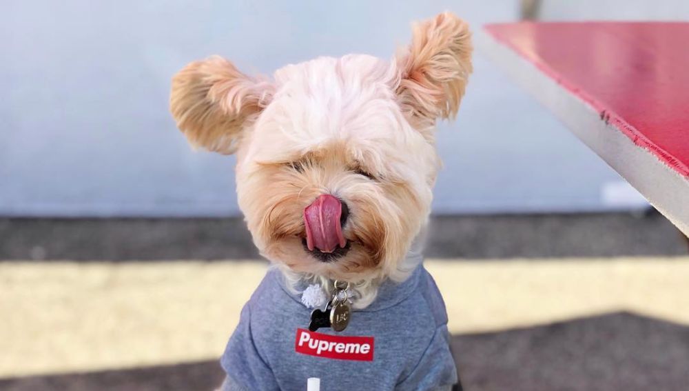 Perro con comida en Instagram