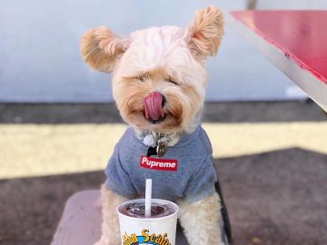 Perro con comida en Instagram
