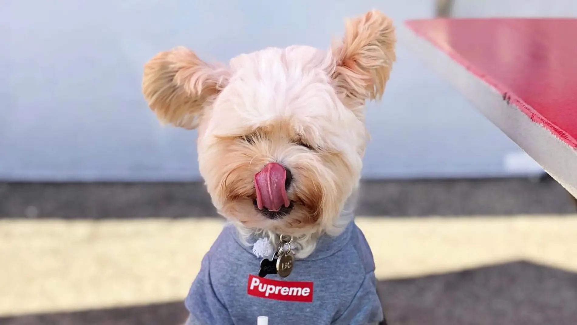 Perro con comida en Instagram Perro con comida en Instagram