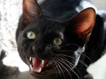 Gato Gato