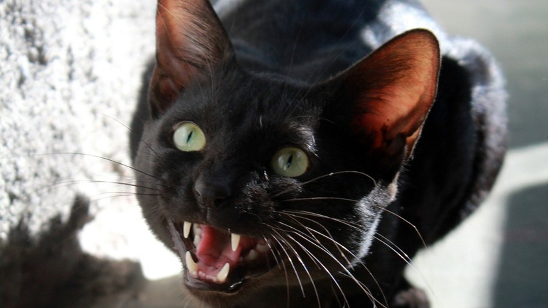 Gato