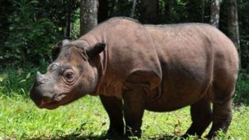 Muere el último rinoceronte de Sumatra macho de Malasia