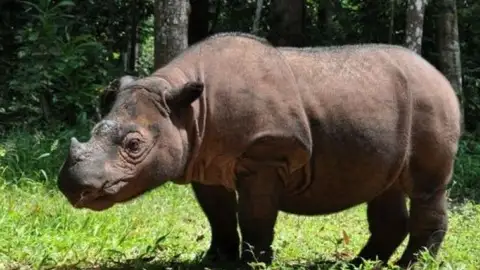 Muere el último rinoceronte de Sumatra macho de Malasia Muere el último rinoceronte de Sumatra macho de Malasia