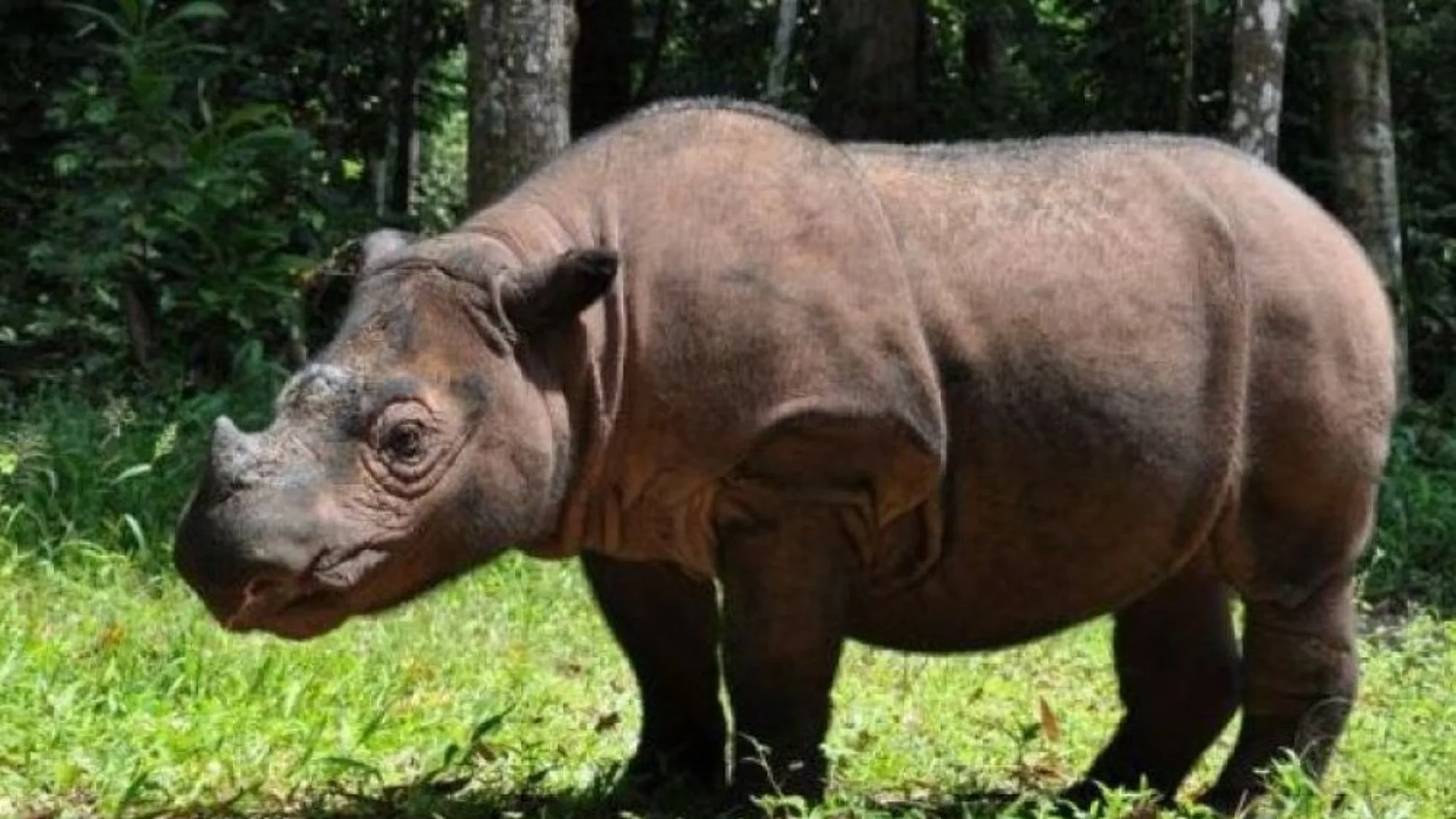 Muere el último rinoceronte de Sumatra macho de Malasia Muere el último rinoceronte de Sumatra macho de Malasia