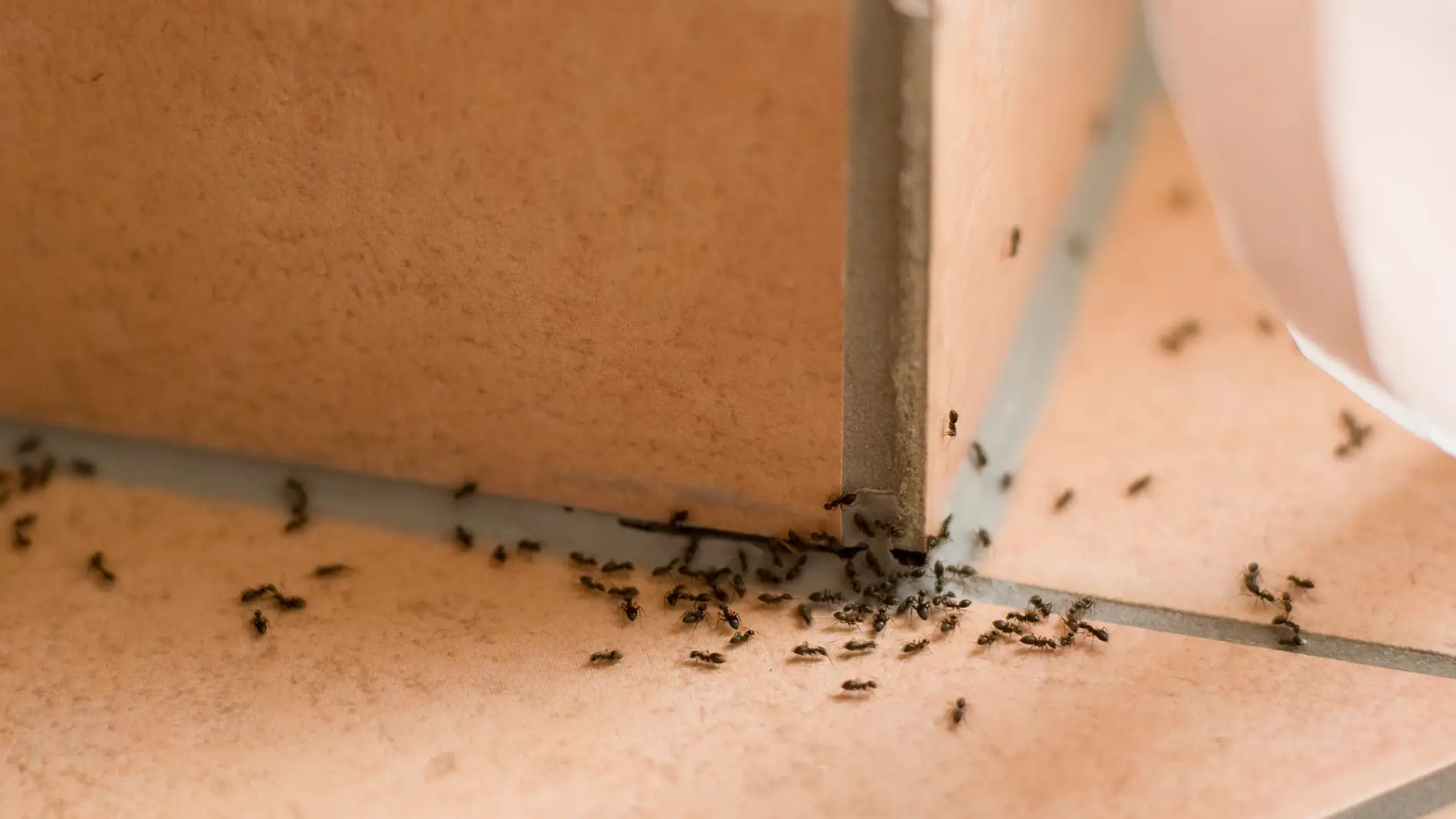 Evita que aparezcan hormigas en casa con estos trucos caseros 