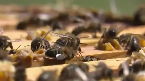 Abejas en las ciudades Escapan de los pesticidas