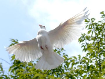 La paloma blanca representa al Esp&iacute;ritu Santo