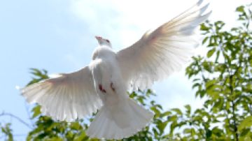 La paloma blanca representa al Espíritu Santo