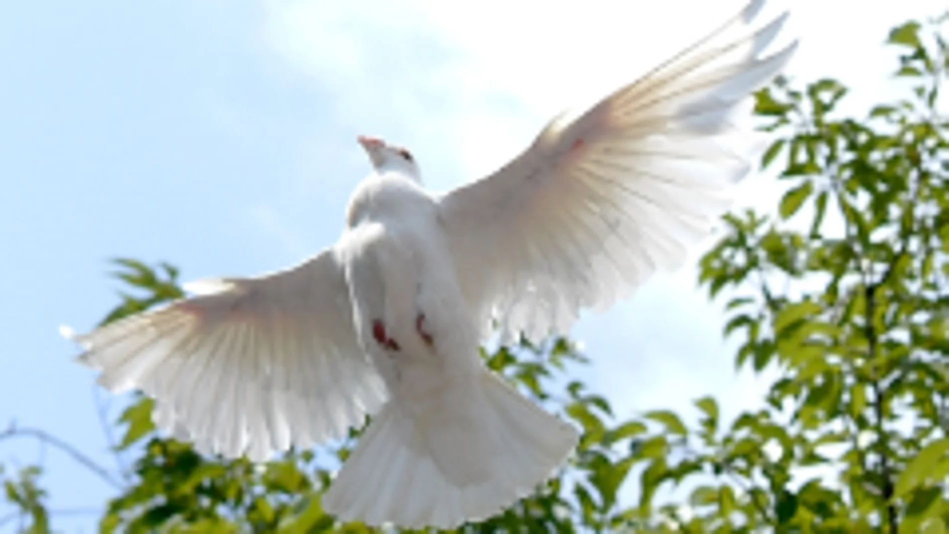 La paloma blanca representa al Espíritu Santo La paloma blanca representa al Espíritu Santo