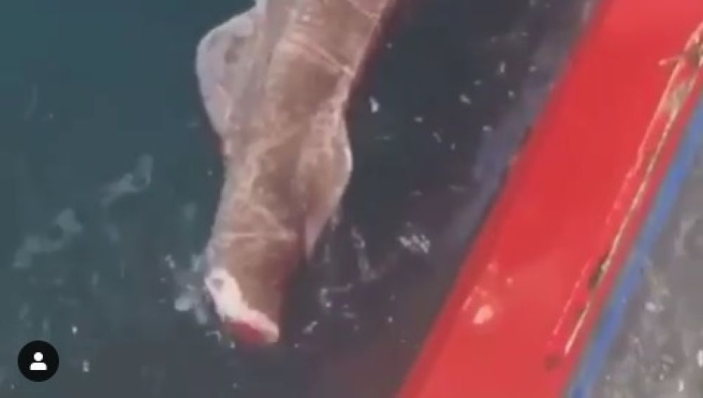 El tiburón con la cola cortada