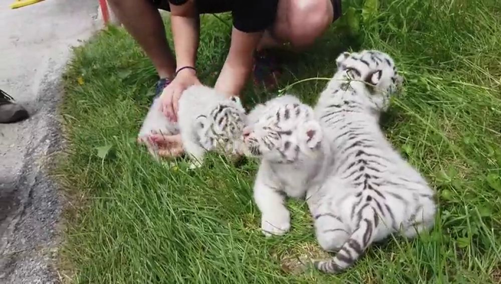Tres cachorros de tigre blanco acaparan las miradas en un zoo de Austria