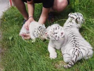 Tres cachorros de tigre blanco acaparan las miradas en un zoo de Austria