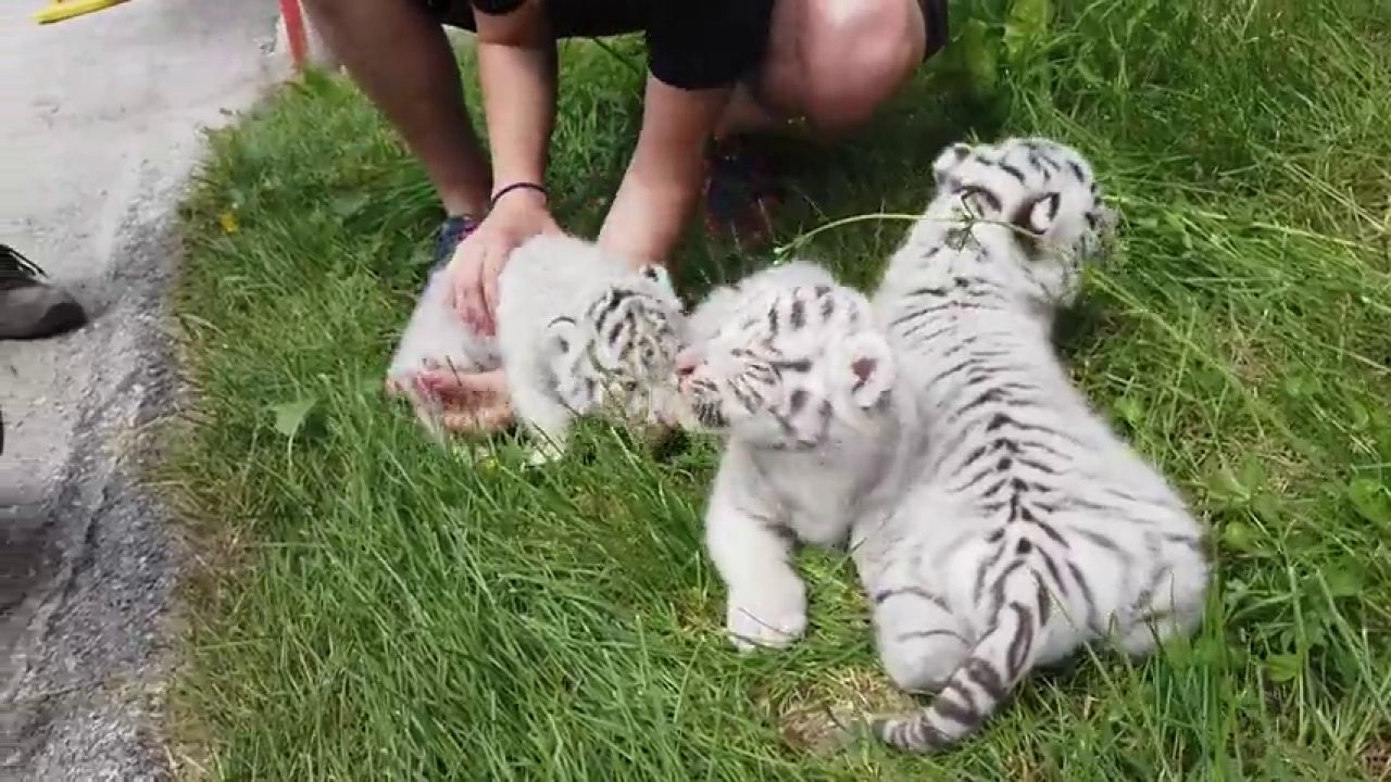 Tres Cachorros De Tigre Blanco Acaparan Las Miradas En Un Zoo De