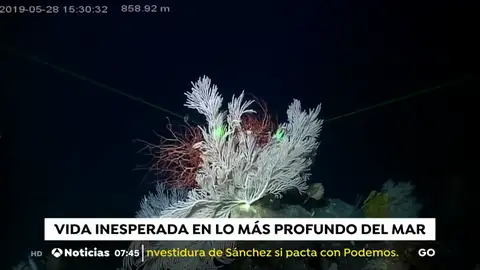 FOSAS FOSAS