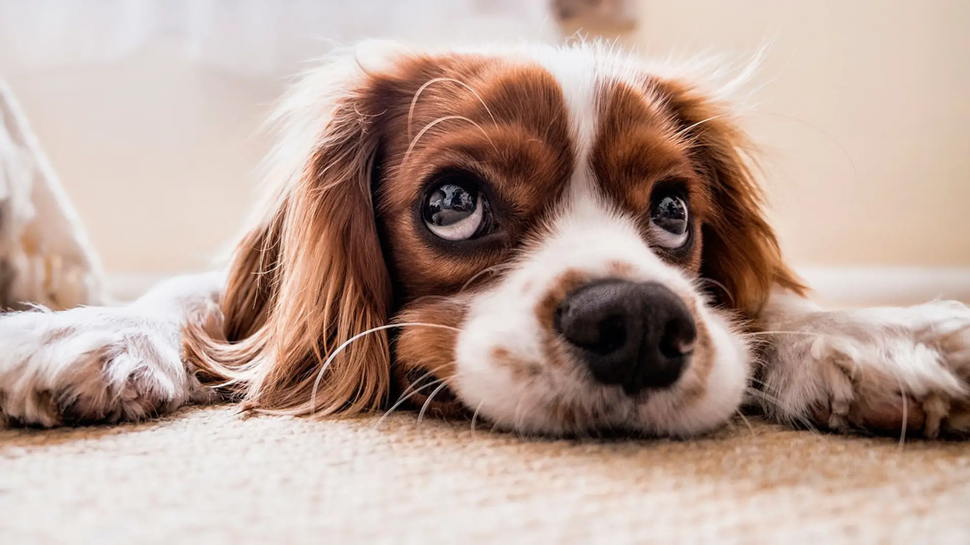 Mascota con semblante triste