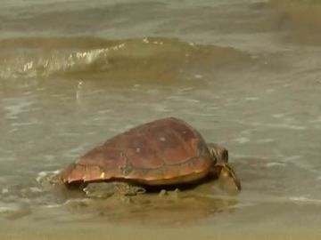 Sueltas de tortugas y limpieza de playas para proteger el mar