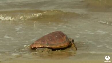 Sueltas de tortugas y limpieza de playas para proteger el mar