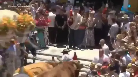 Los bueyes pisotean a un boyero de una hermandad del Rocío Los bueyes pisotean a un boyero de una hermandad del Rocío