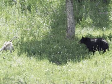 Grulla peleando con un oso Grulla peleando con un oso