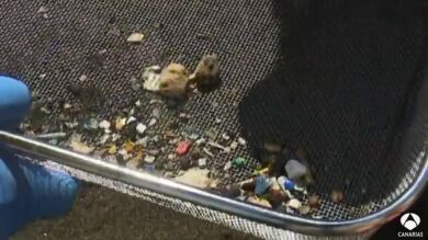 Casi 100 gramos de microplásticos por metro cuadrado en El Porís