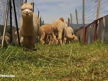 La fibra de la alpaca es la más cotizada del mundo y puede costar treinta veces más que la lana de la obeja merina