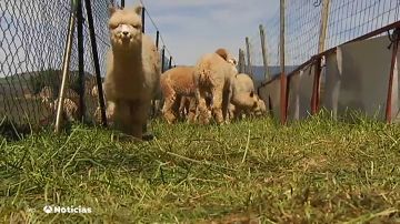 La fibra de la alpaca es la más cotizada del mundo y puede costar treinta veces más que la lana de la obeja merina