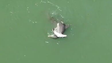 Graban a una mamá delfín intentado mantener a flote el cuerpo de su cría muerta en Florida
