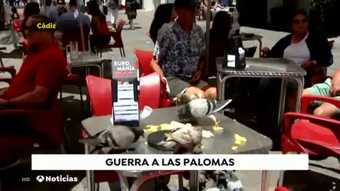 NUEVA PALOMAS NUEVA PALOMAS