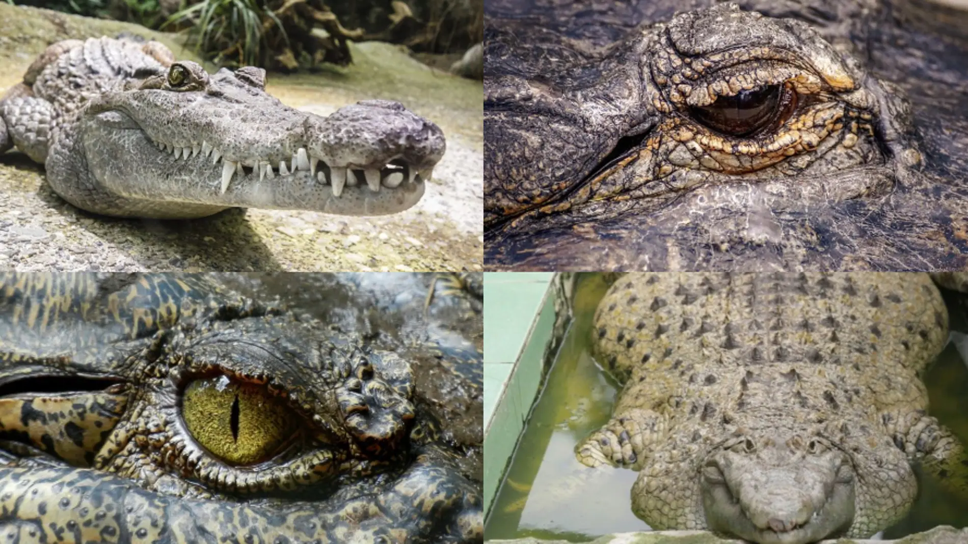 Cocodrilos