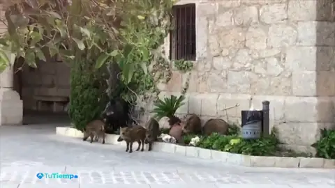 jabalies jabalies