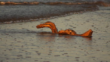 Monstruo marino