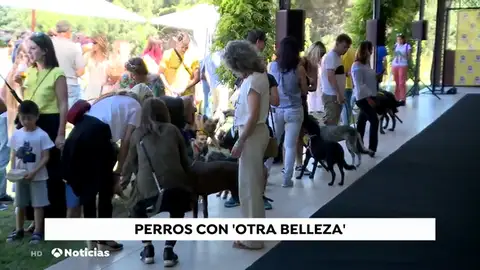NUEVA PERRITOS NUEVA PERRITOS