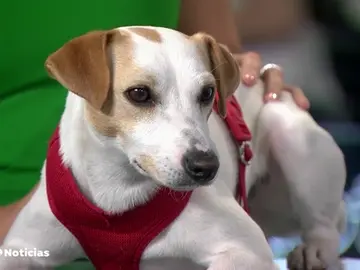 Perro Perro