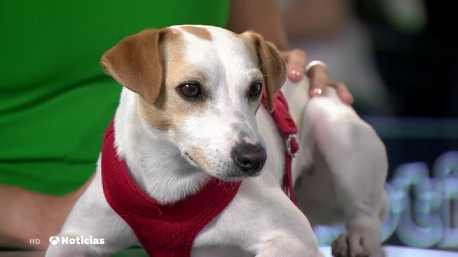El perro 'influencer' Pipper visita el plató de Antena 3 Noticias para concienciar de la importancia de no abandonar a las mascotas