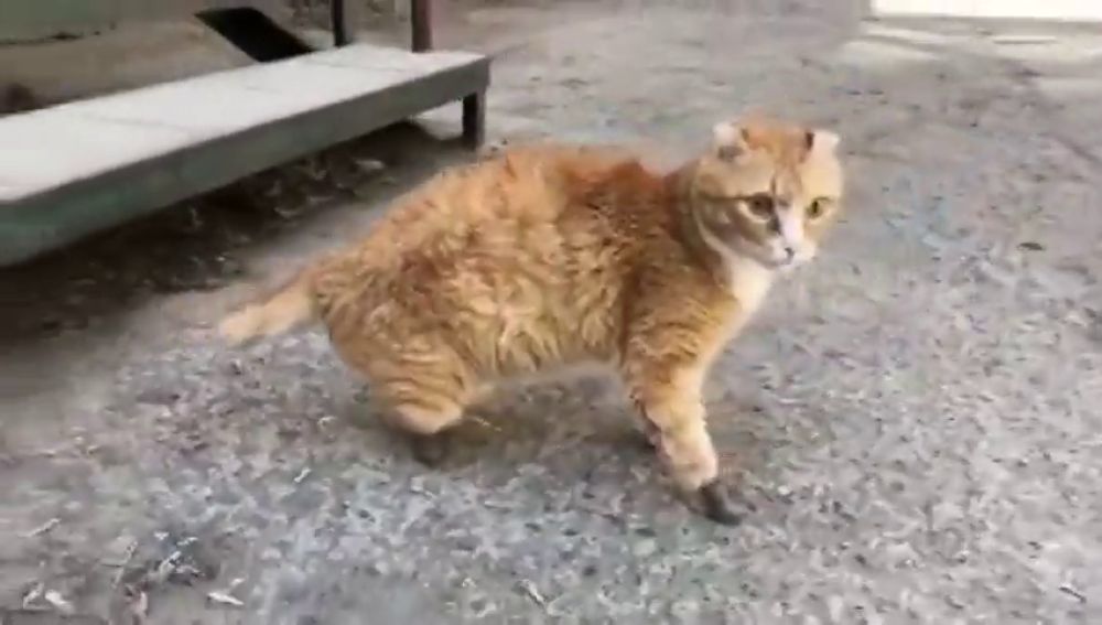 Un gato que perdió las cuatro patas por el frío en Rusia vuelve a caminar gracias a unas prótesis de titanio