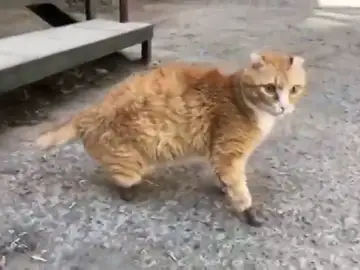 Un gato que perdió las cuatro patas por el frío en Rusia vuelve a caminar gracias a unas prótesis de titanio Un gato que perdió las cuatro patas por el frío en Rusia vuelve a caminar gracias a unas prótesis de titanio