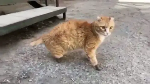 Un gato que perdió las cuatro patas por el frío en Rusia vuelve a caminar gracias a unas prótesis de titanio Un gato que perdió las cuatro patas por el frío en Rusia vuelve a caminar gracias a unas prótesis de titanio
